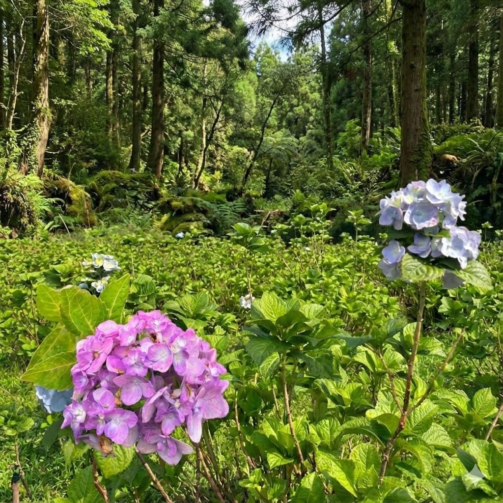 ไฮเดรนเยีย
