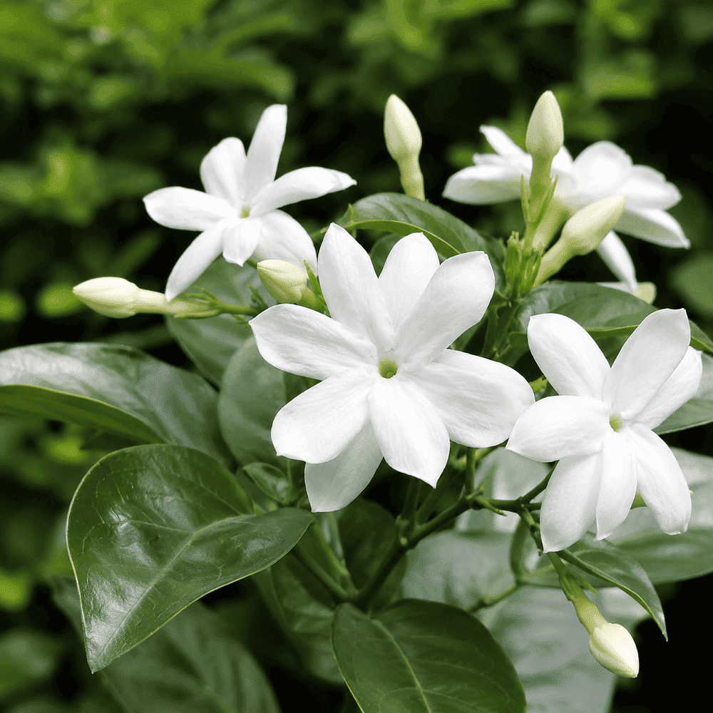 ดอกมะลิลา สีขาว ในสวนธรรมชาติ