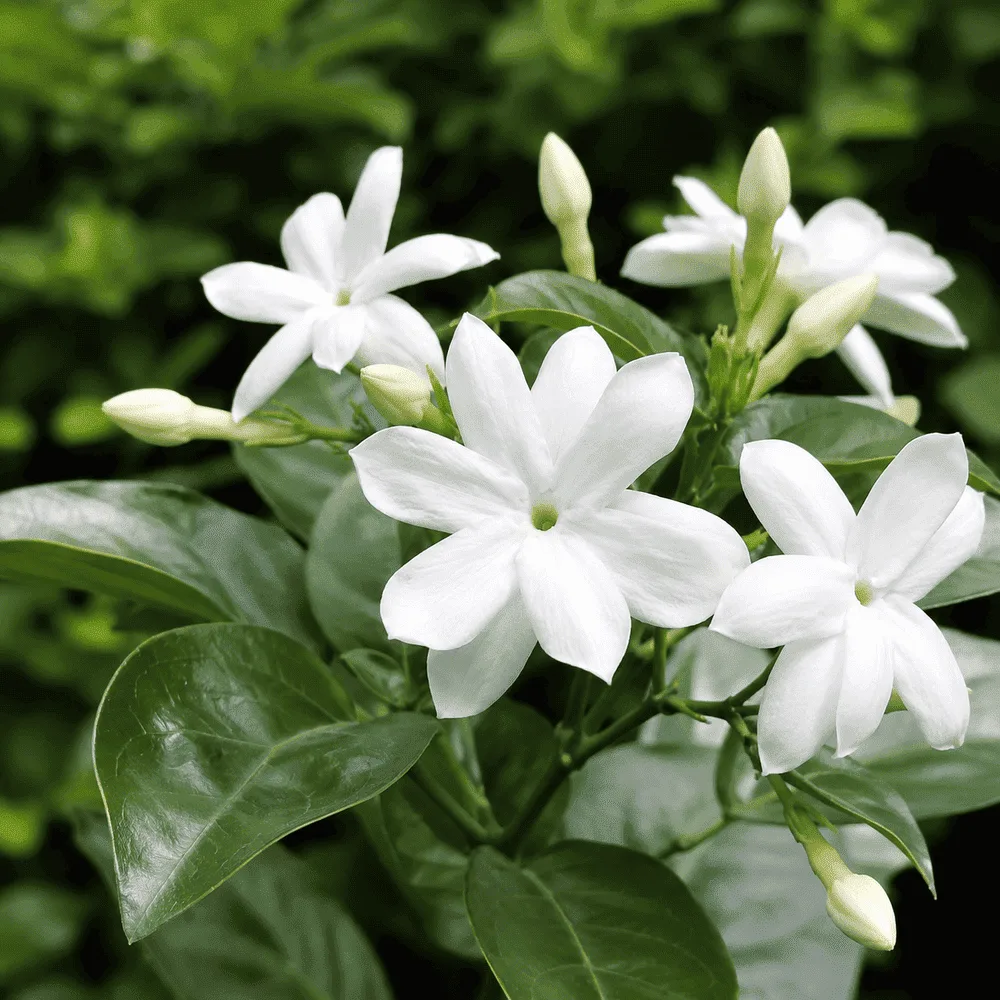 ดอกมะลิลา สีขาว ในสวนธรรมชาติ