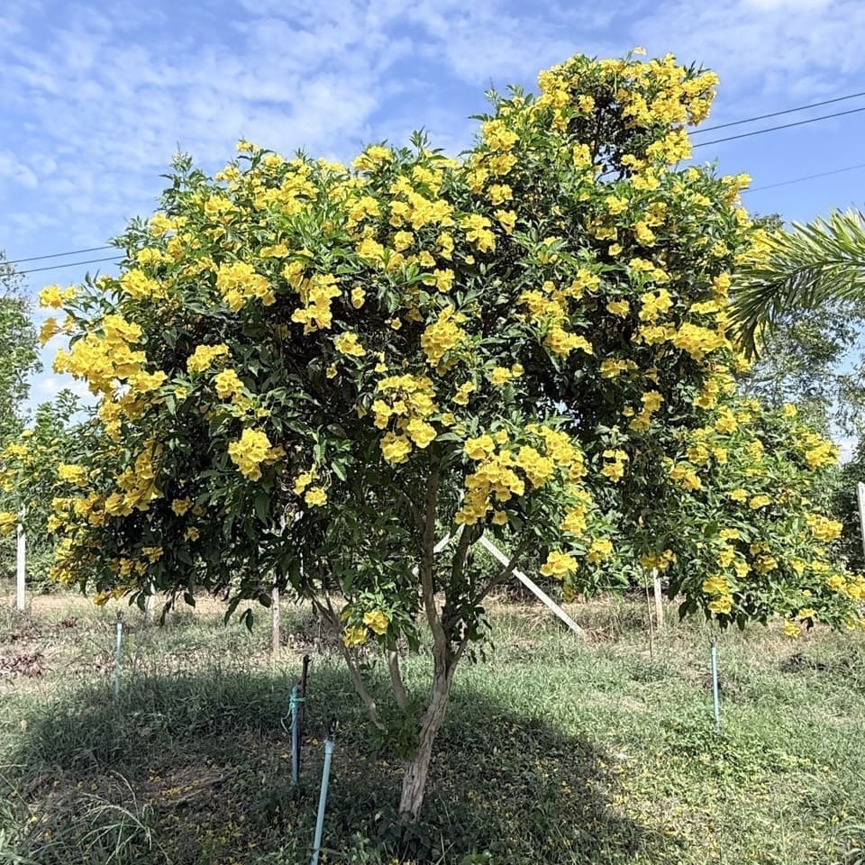 ต้นทองอุไรขนาดใหญ่สูงประมาณ 3-4 เมตร ทรงพุ่มกลมแน่น ดอกสีเหลืองบานเต็มต้น ปลูกริมรั้วในสวนไทย ฉากหลังท้องฟ้าสีคราม