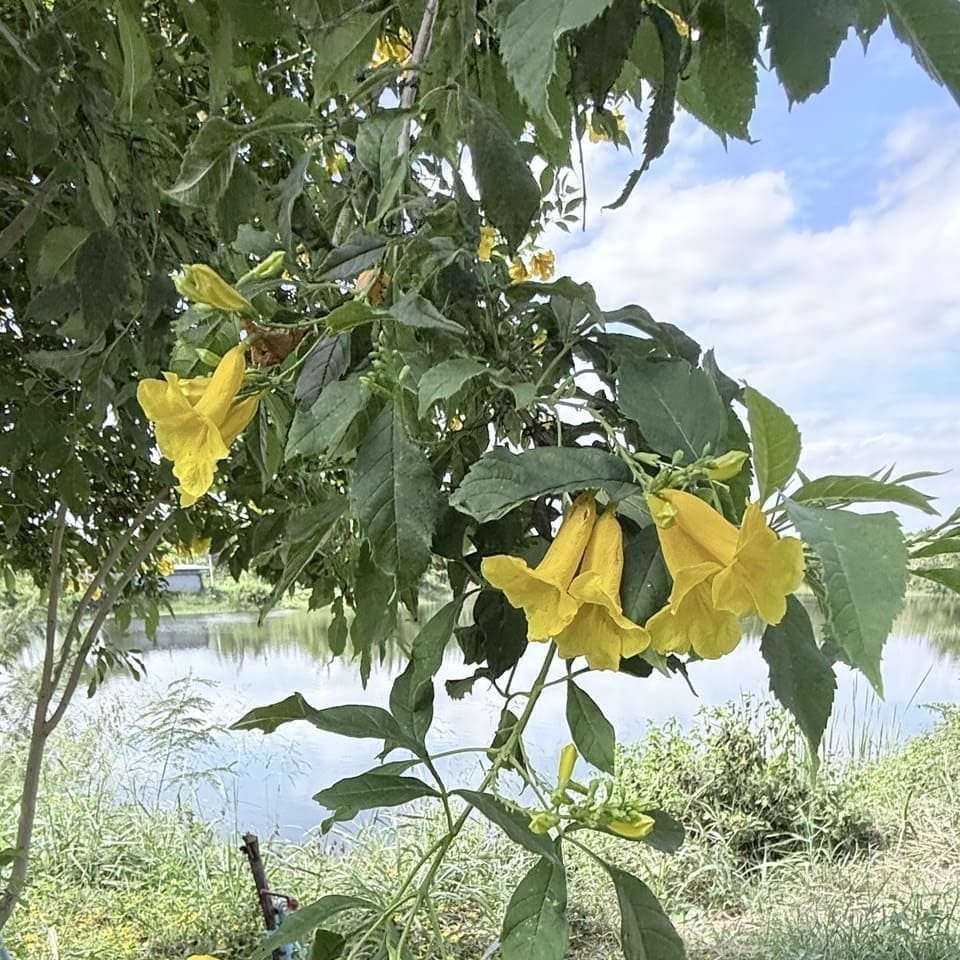 ใบทองอุไรบนกิ่งธรรมชาติ แสดงใบประกอบแบบขนนกปลายคี่ มีใบย่อย 7-9 ใบ รูปหอก ขอบจักฟันเลื่อย ผิวใบสีเขียวเข้มเป็นมัน