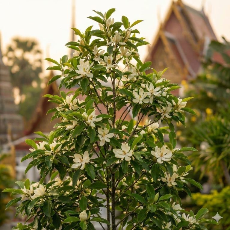 ต้นจำปี