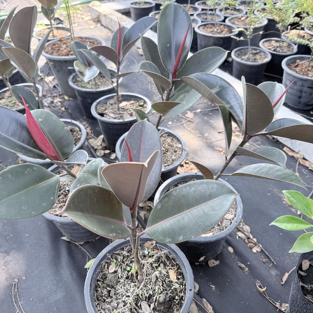 วิธีดูแลต้นยางอินเดีย