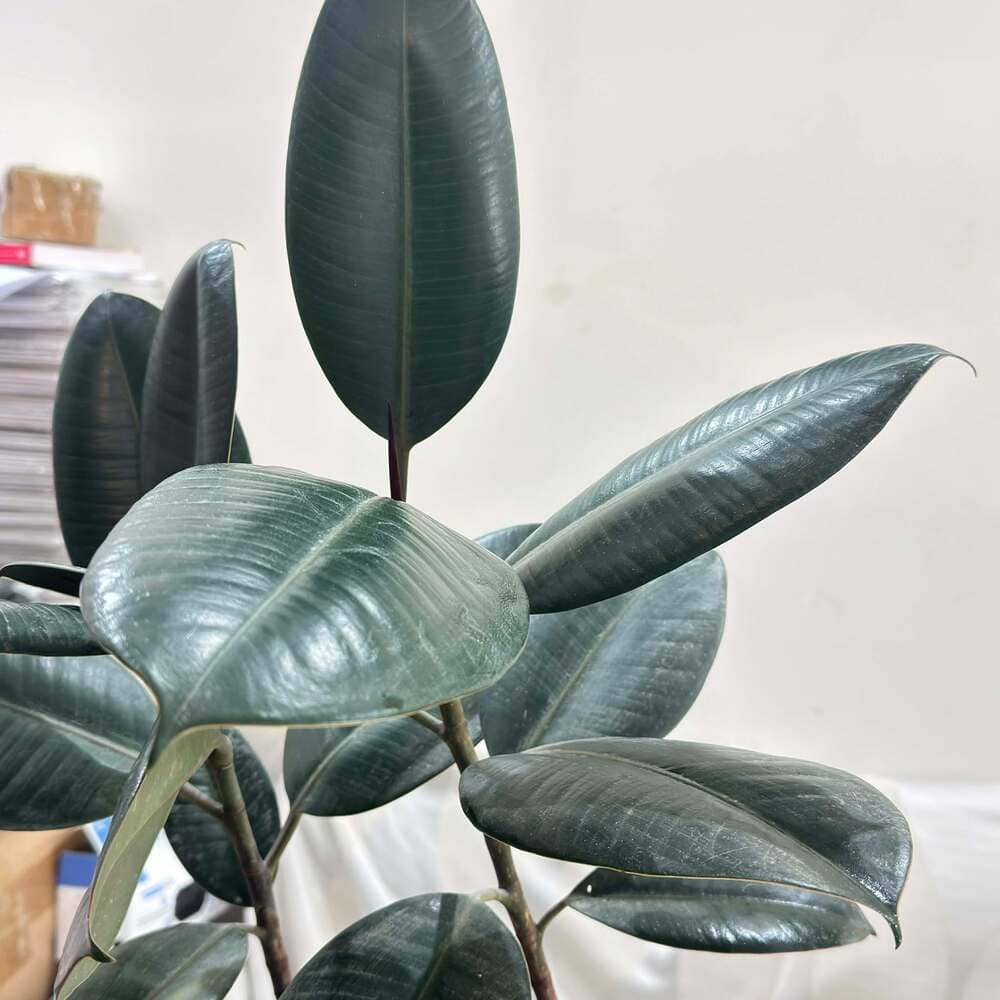 ต้นยางอินเดีย