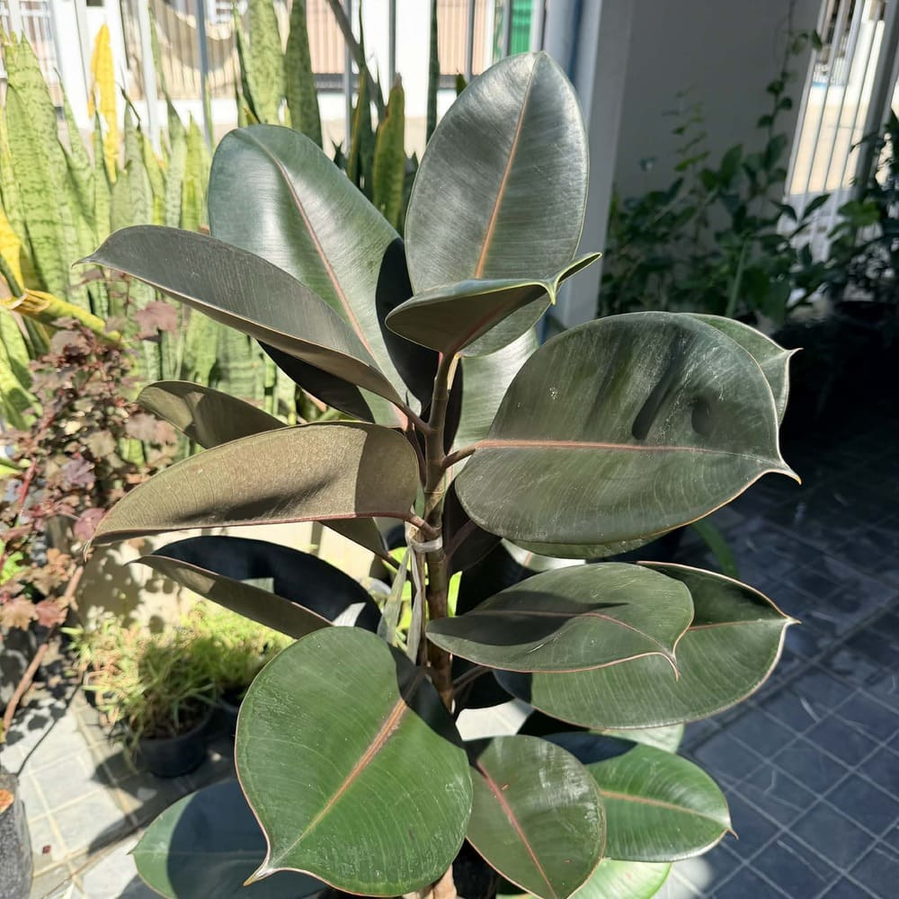 ต้นยางอินเดีย