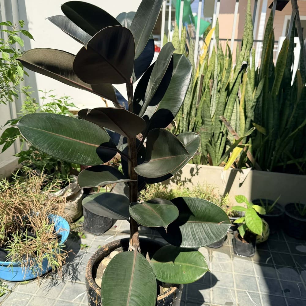 ต้นยางอินเดีย