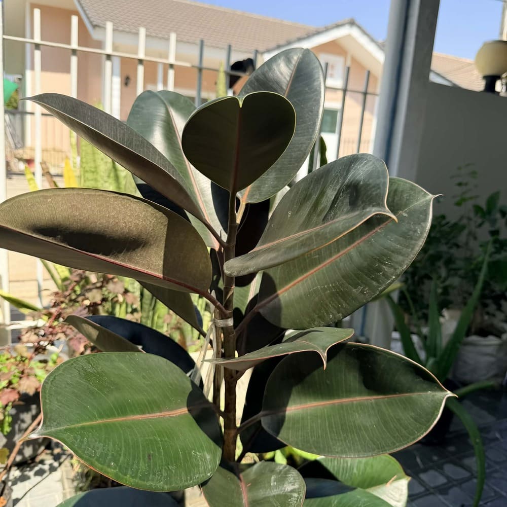 ยางอินเดียดำ