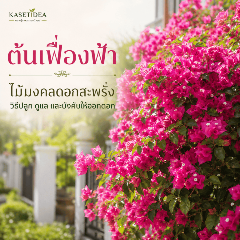 ต้นเฟื่องฟ้า