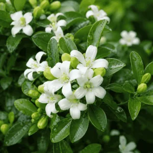 ดอกแก้วสีขาวหลังสายฝน
