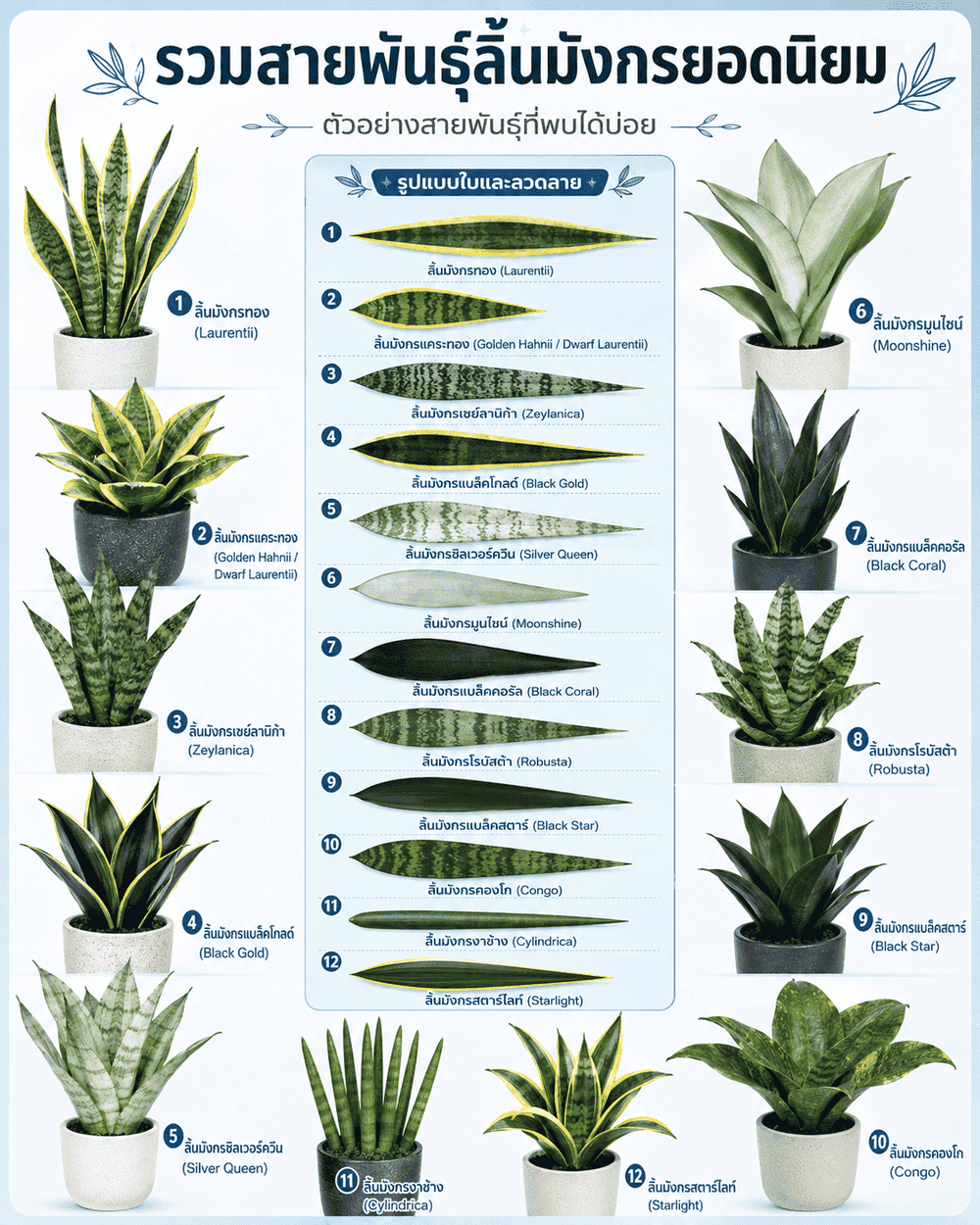 รวมสายพันธุ์ลิ้นมังกรยอดนิยม